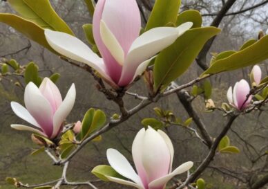 Magnolia officinalis
