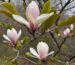 Magnolia officinalis